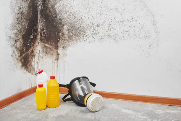 Best Mold Cleaning Services  in Big Timber, MT