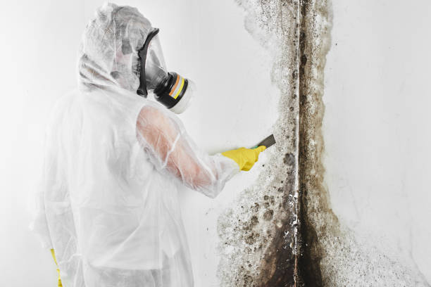 Best Mold Remediation  in Big Timber, MT
