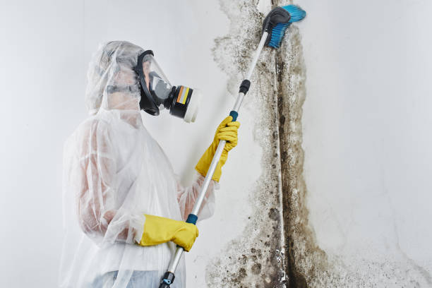 Best Attic Mold Removal  in Big Timber, MT