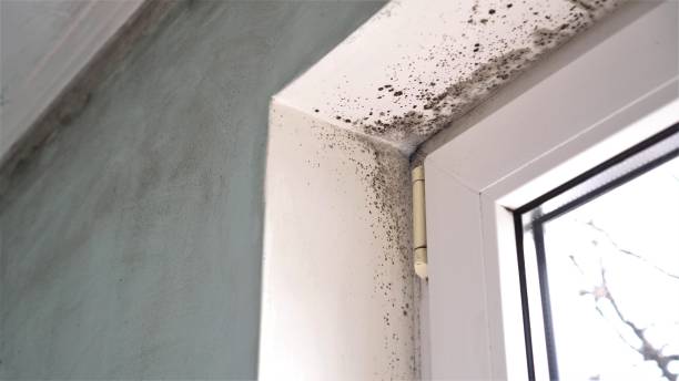 Best Emergency Mold Removal  in Big Timber, MT