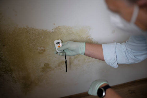 Best Residential Mold Removal  in Big Timber, MT