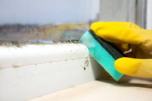 Best Crawl Space Mold Removal  in Big Timber, MT