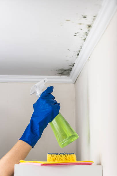 Best Mold Removal Process  in Big Timber, MT